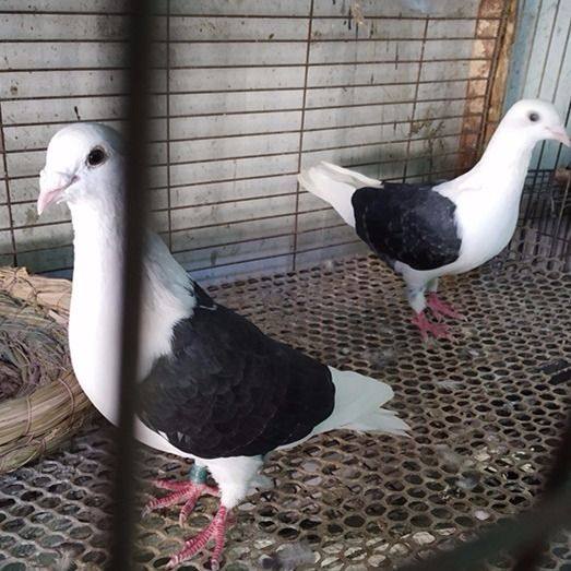 观赏鸽子蝴蝶花活体一对种鸽青年秀看鸽包邮包活到家
