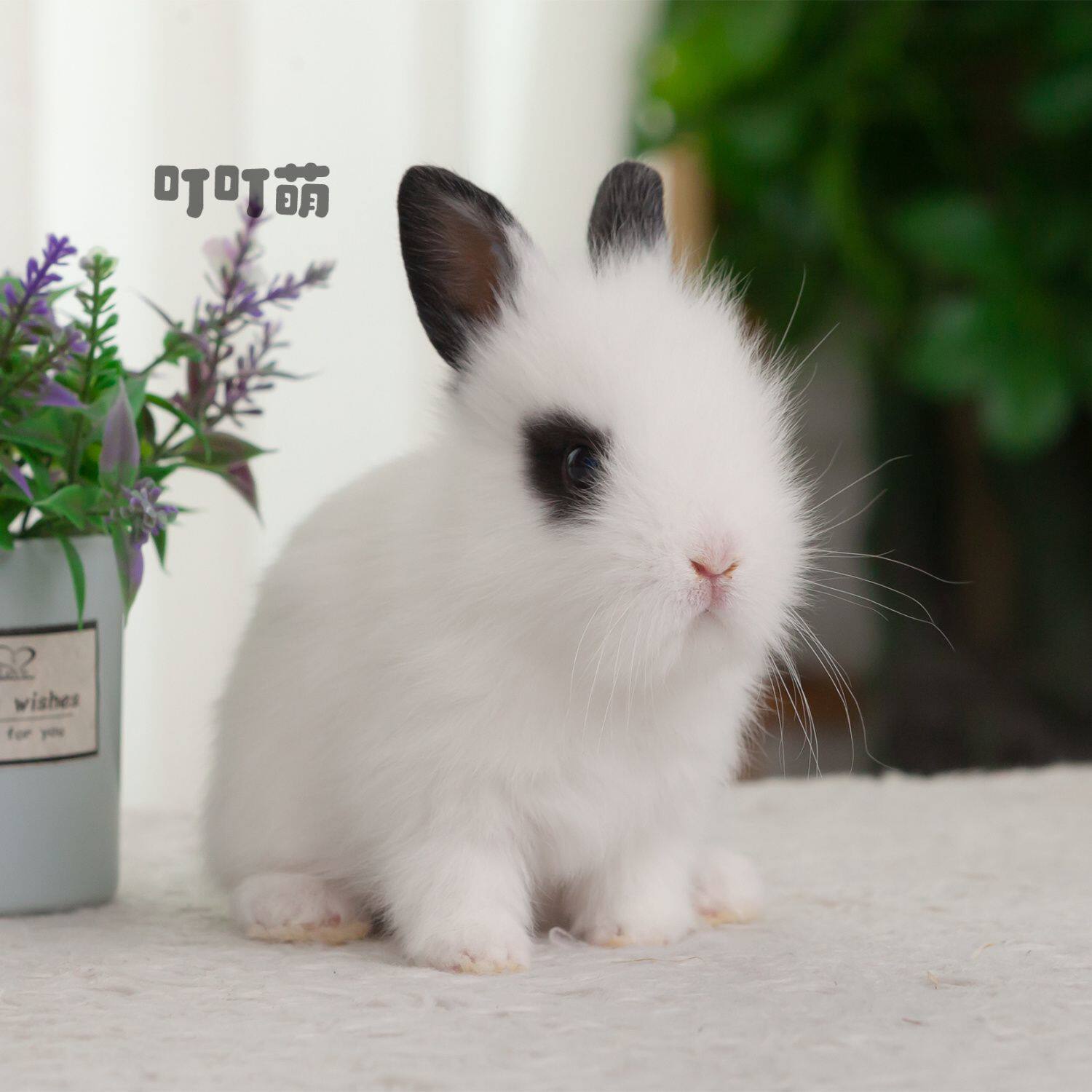 小兔子活物纯白侏儒凤眼荷兰兔茶杯兔迷你小型长不大活物小宠物兔