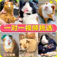荷兰猪活物豚鼠活体荷兰鼠幼崽荷兰兔彩豚黑豚逆毛家养直播间挑选