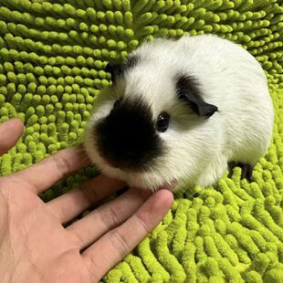 荷兰猪荷兰迷你加州活宠活体品种家养宠物豚鼠天竺鼠黑豚活物可爱