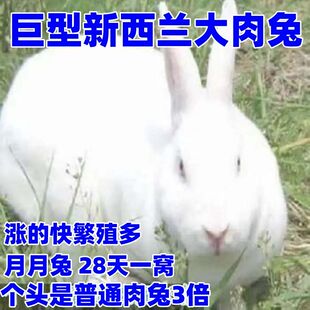 兔子活体大型肉兔巨型月月兔新西兰白兔比利时肉兔苗黑兔可长25斤