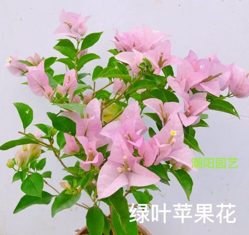 三角梅绿叶苹果花扦插苗