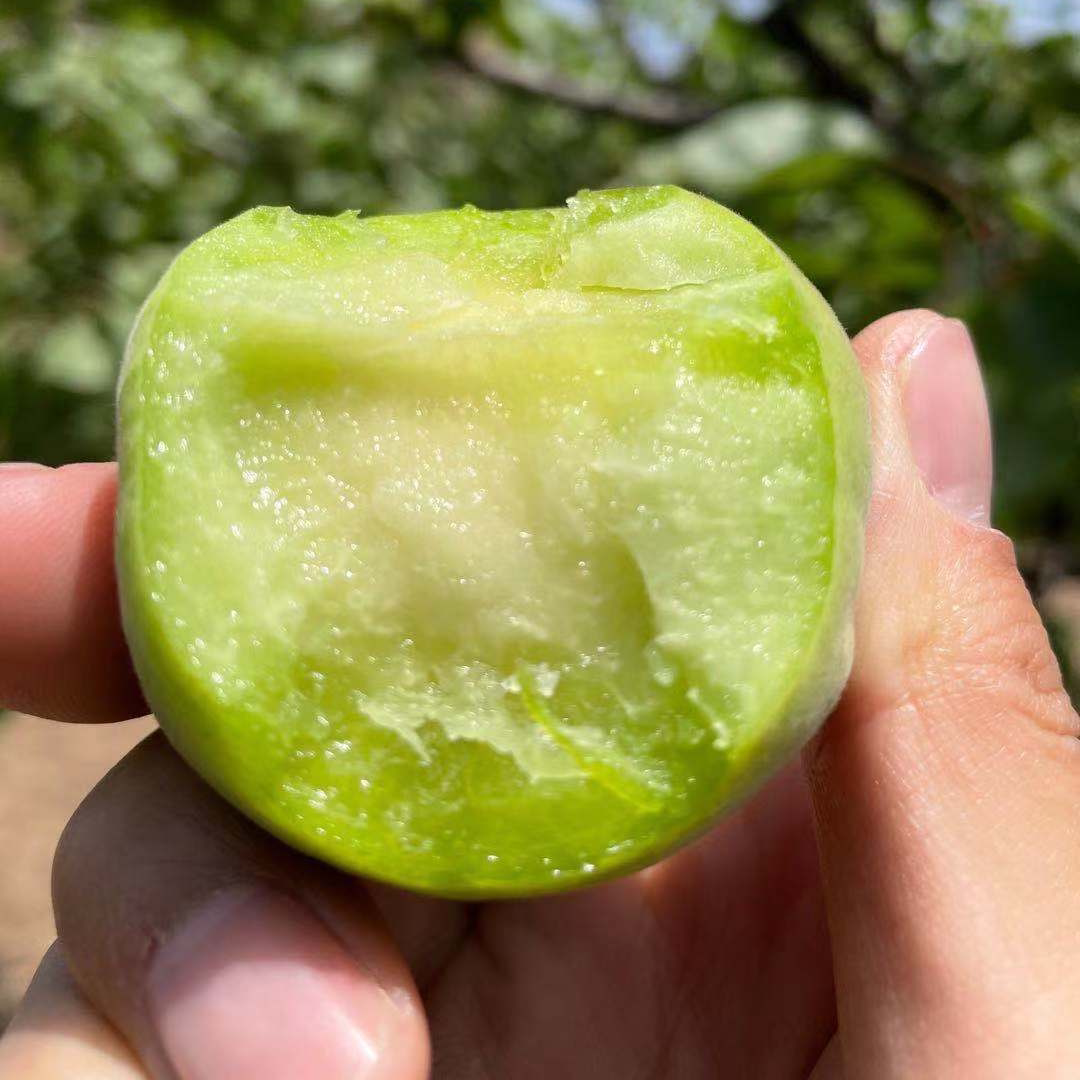 陕西青杏子现摘新鲜当季孕妇水果酸脆多汁李子陕西绿杏包邮大青杏