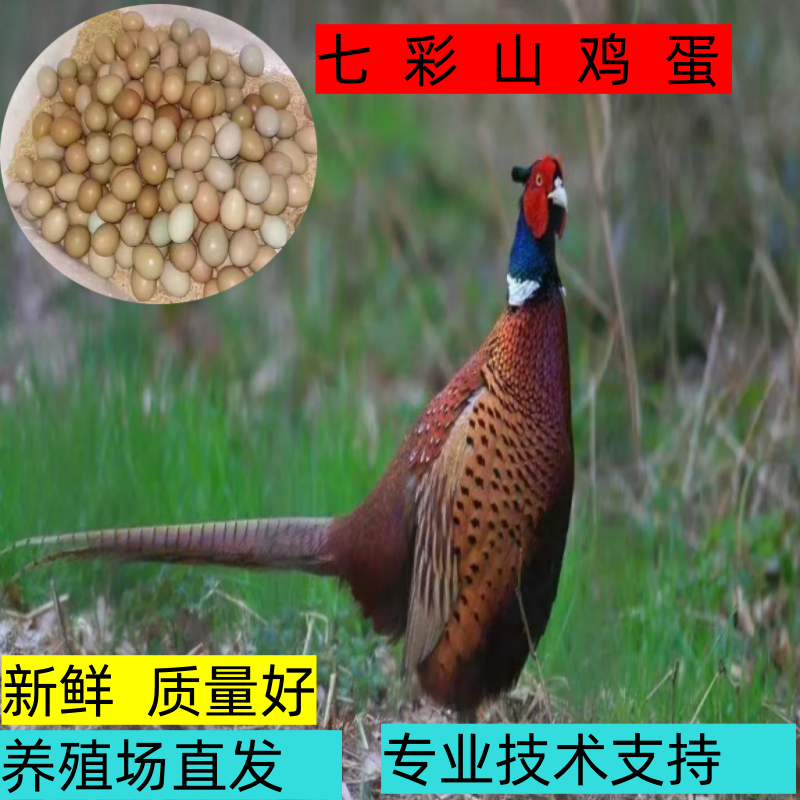 七彩山鸡可孵受精蛋一公四母配对散养鸡蛋顺丰包邮技术指导