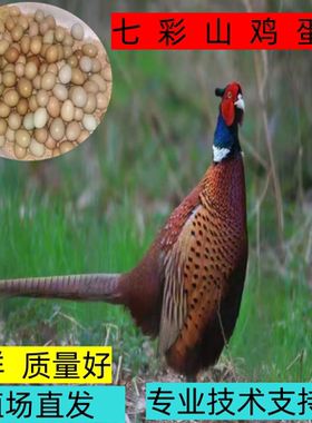 四川直发七彩山鸡踩背蛋一公四母配对散养鸡蛋包邮全程技术指导