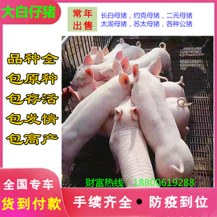 纯原种大白长白二元小母猪黑公猪太湖母猪苏太公猪精全国包邮