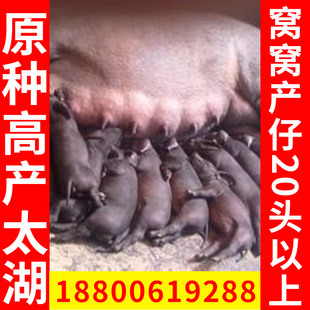 原种太湖母猪产仔王苏太长白大白猪仔梅山二花脸公猪精量大从优