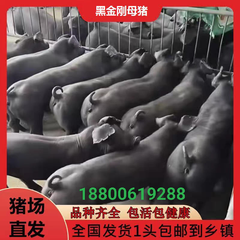 原种国寿黑母猪黑金刚母猪原种黑杜公猪仔新美系杜洛克种公猪包邮