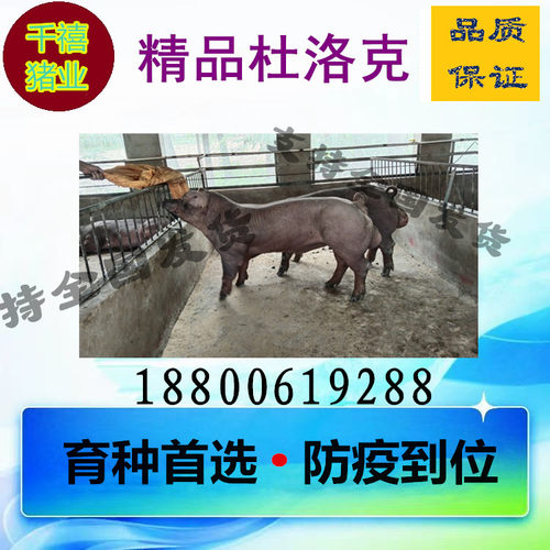 新美系黑杜种公猪原种黑杜种猪精