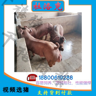 新美系杜洛克种公猪原种大约克种公猪比利时长白种猪英系大白包邮
