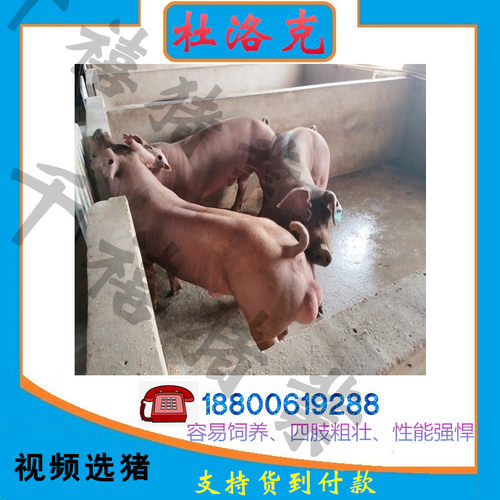 新美系杜洛克种公猪原种大约克猪