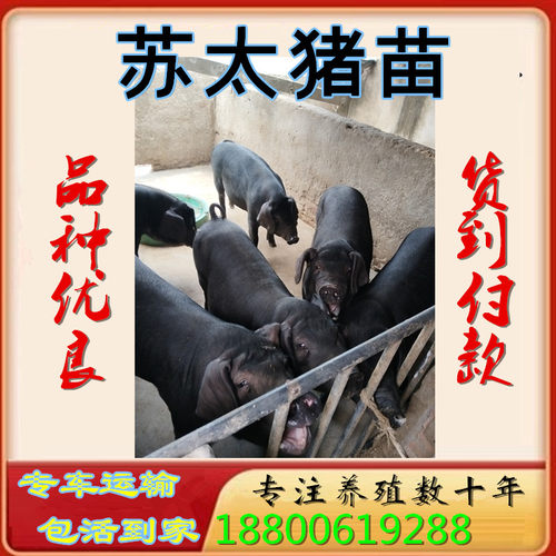 苏太猪母猪保健康苏太母猪公猪精