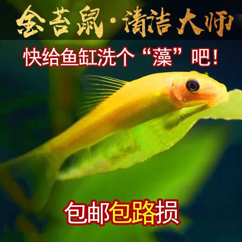 金苔鼠鱼热带淡水鱼清理鱼缸垃圾