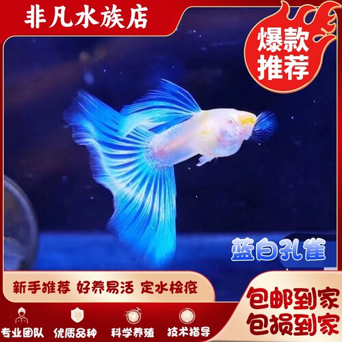 蓝白孔雀鱼淡水好养耐活