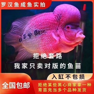 罗汉鱼苗鸿运罗汉金花罗汉满银进口热带苗风水鱼鸿运鱼苗起头率高