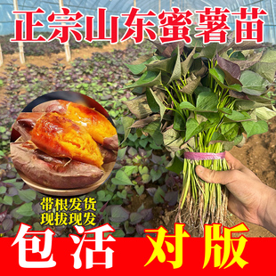 红薯苗地瓜苗紫薯苗密薯苗西瓜红薯苗板栗薯秧苗烟薯苗老品种薯苗