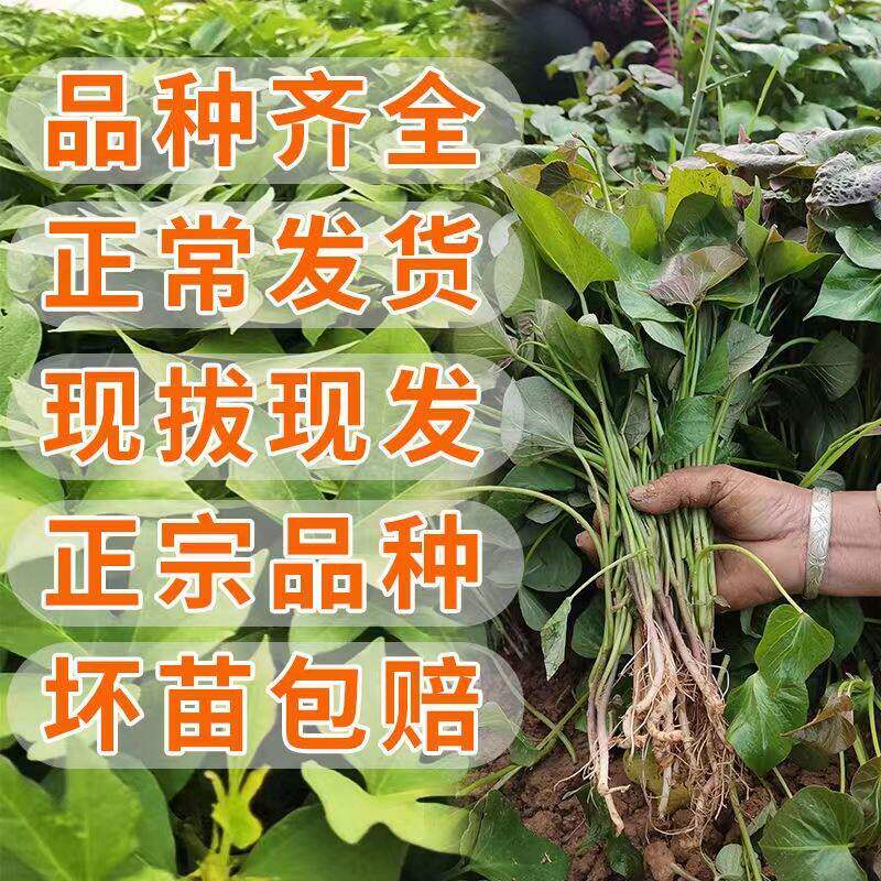 现货新鲜红薯苗蜜薯苗西瓜红糖心紫黄烟薯25商署19板栗薯秧苗种苗
