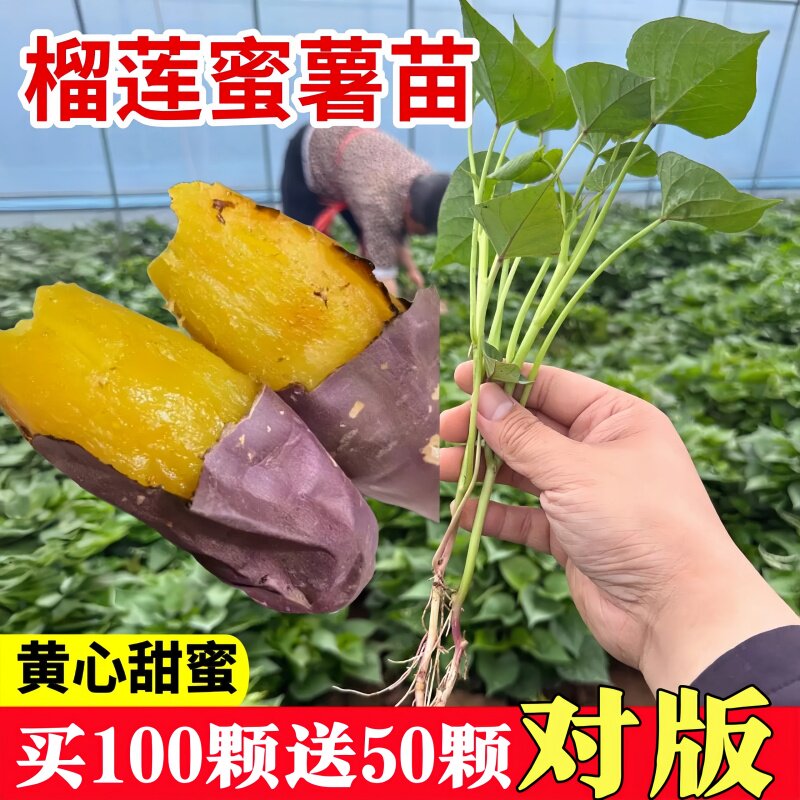 榴莲蜜薯苗烟薯蜜薯苗哈蜜薯苗桥头地瓜藤种苗人参薯苗正宗秧苗50