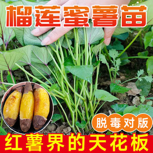 红薯苗秧西瓜红地瓜苗榴莲蜜薯苗板栗糖心秧苗种子老品种红瑶苗种