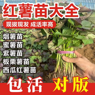 红薯苗秧山东烟薯25蜜薯红薯苗种西瓜红紫薯板栗山芋番薯地瓜秧苗