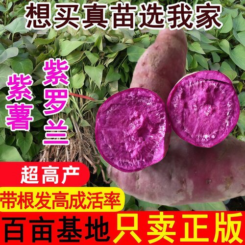 高产紫罗兰紫薯苗板栗薯紫心蜜薯西瓜红烤薯地瓜苗商薯19红薯苗秧
