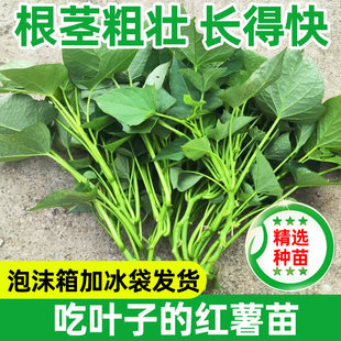 食用红薯叶苗专吃叶子的食叶型番薯叶地瓜苗秧红苕尖种蔬菜福薯18