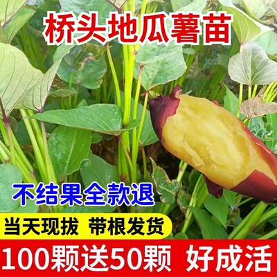 桥头地瓜苗板栗红薯苗农科院种苗子糖心蜜薯紫薯烟薯秧苗种子25