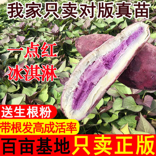 一点红红薯苗花心红薯秧苗高产板栗红薯苗冰淇淋高淀粉红薯苗