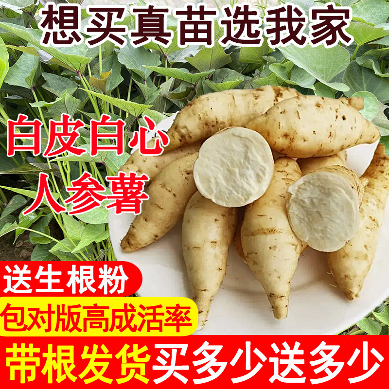 正宗高产白皮白心人参薯红薯苗糖心烤薯型地瓜苗冰淇淋苗红薯苗