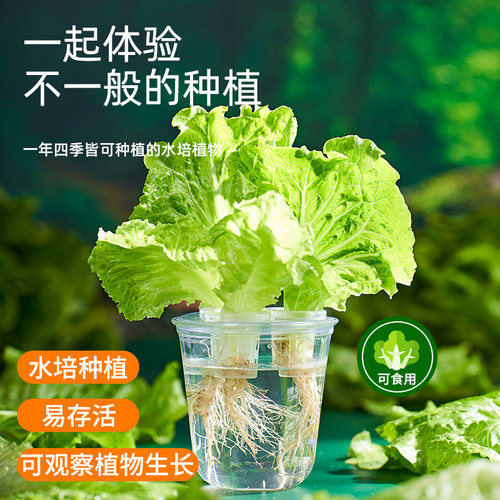 中盛生物水培种植锻炼动手能力