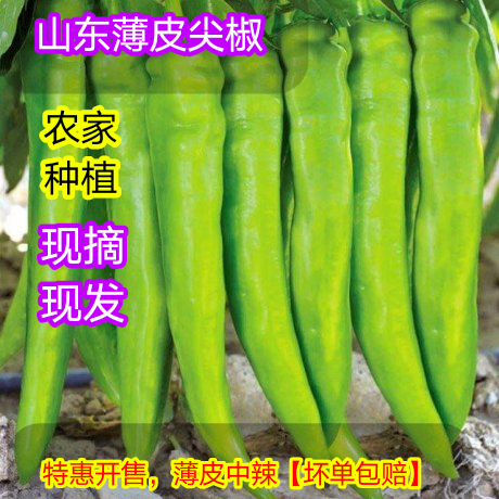 新鲜辣椒中辣山东青椒大尖椒现摘现发农家自种 农产品 羊角辣包邮