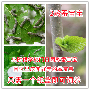 福州蚕宝宝 吃桑叶 2龄蚕  桑树苗 桑葚 学生养蚕简单套装3元10头