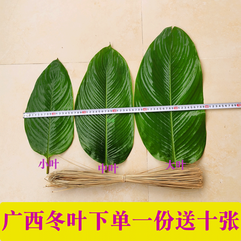 广西粽子叶新鲜原生态粽叶