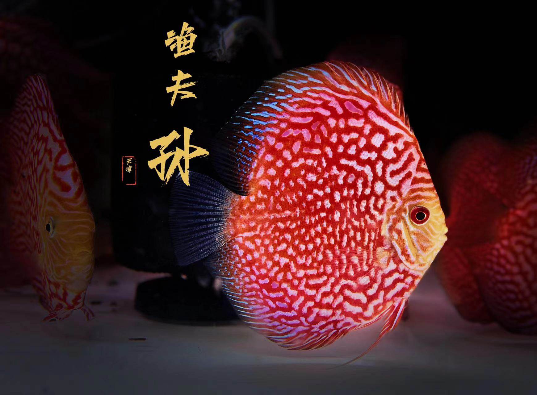 七彩燕七彩神仙鱼热带鱼活体小型淡水鱼观赏鱼苗易活精品鸽子