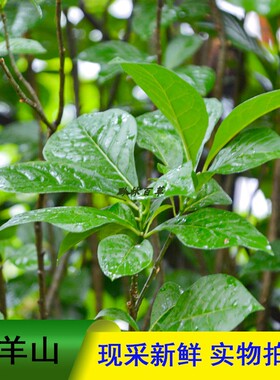 贵州原生态臭常山臭羊山臭苗中草药大山羊大骚羊栀子黄散装