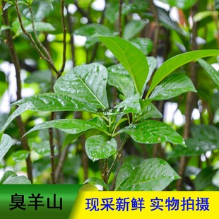 贵州原生态臭常山臭羊山臭苗中草药大山羊大骚羊栀子黄散装