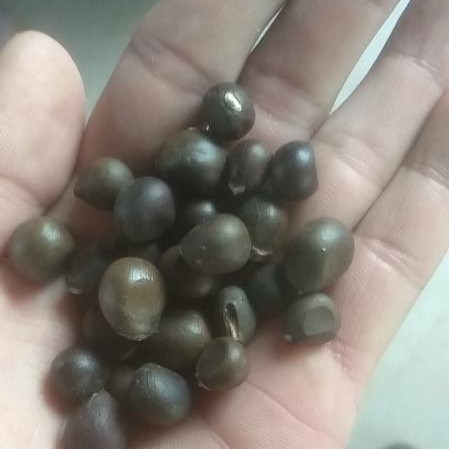 文冠果宠物仓鼠零食坚果