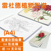 雷杜德植物图手绘花卉草木玫瑰复古插画黑白线稿涂填色素描临摹本