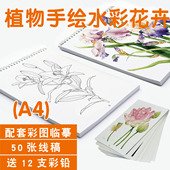 淡彩植物手绘水彩花卉朵小清新插画彩铅线稿素描涂填色临描摹卡本