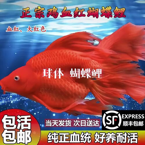 鸡血红高背球体蝴蝶鲤活体易养