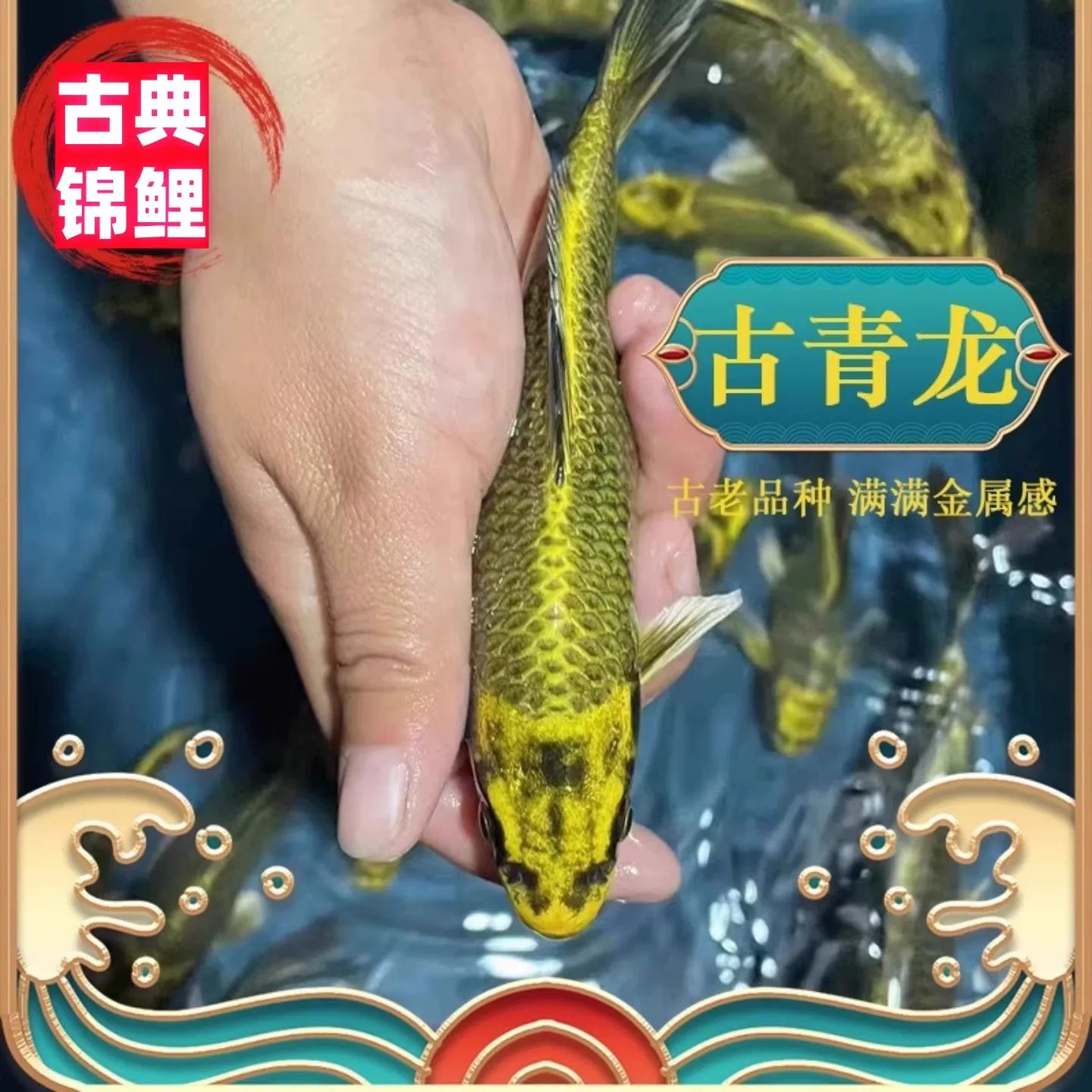 纯种古黄金锦鲤淡水锦鲤观赏鱼