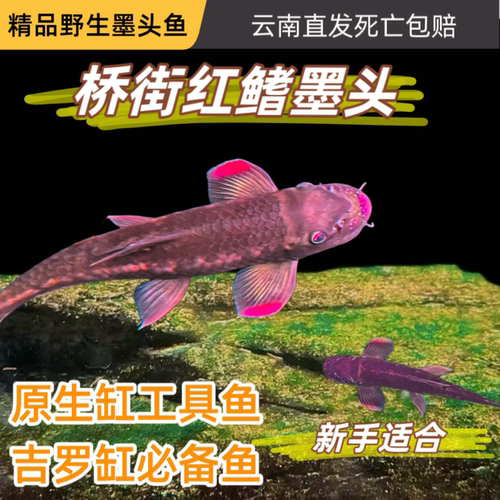 红鳍桥街墨头鱼活体除藻观赏鱼