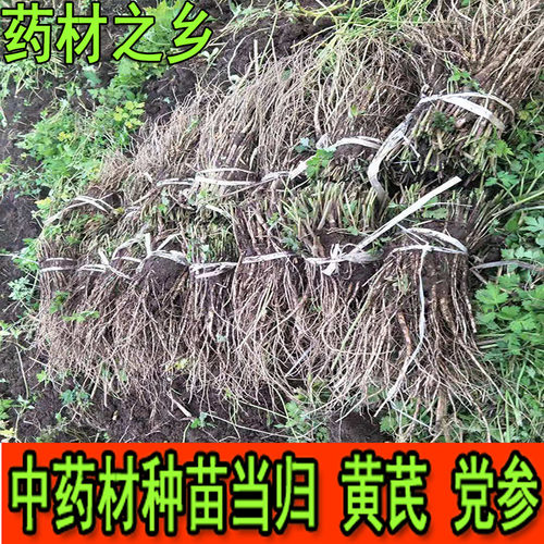 岷县药材当归苗党参种苗黄芪种苗盆载移栽试载规模载包活200g包邮