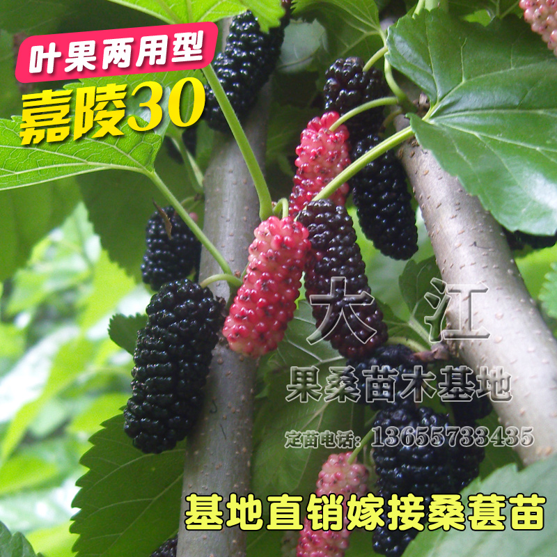 海宁嫁接四季养蚕桑葚树苗