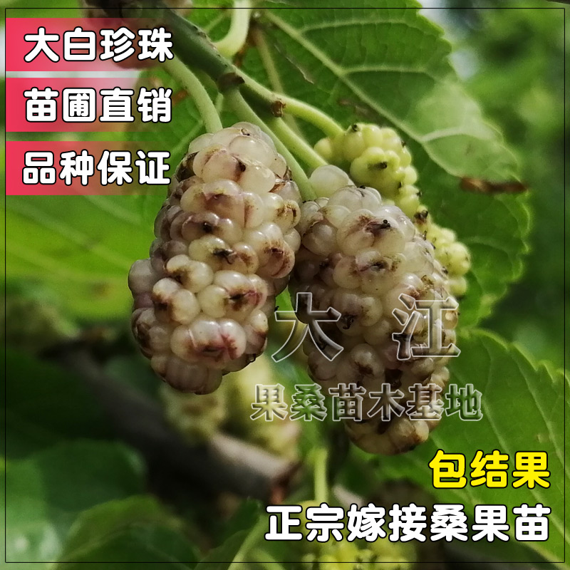 海宁南北方种植嫁接桑葚树苗