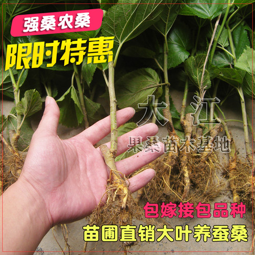 强桑农桑大叶桑树苗嫁接四季养蚕