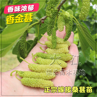 海宁香金葚嫁接桑葚树苗 喜马拉雅白长果桑苗香味浓郁鲜甜香金蜜