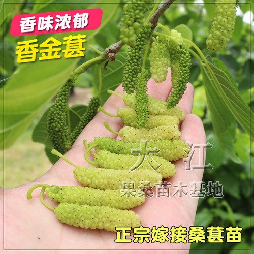 海宁嫁接桑葚树苗喜马拉雅白长果