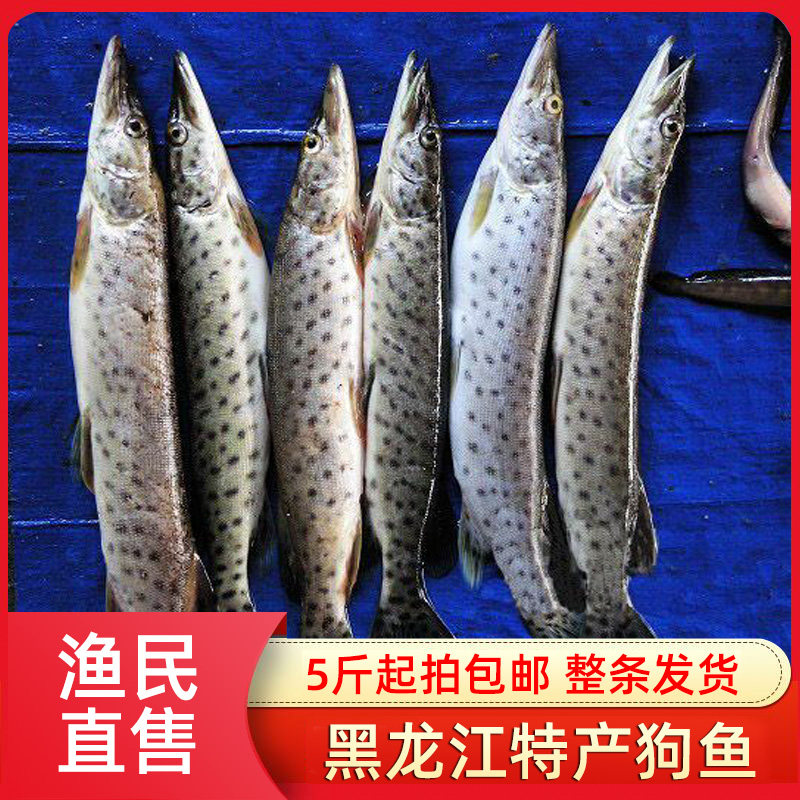 黑龙江抚远特产冷水鱼大狗鱼黑斑狗鱼冷水鱼江鱼自然生长,水产肉类/新鲜蔬果/熟食,淡水鱼类,淘宝优惠券,粉丝福利购,淘宝优惠卷