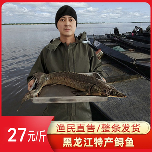 黑龙江抚远鲟鱼鳇鱼新鲜整条 东北鲜活冰冻鲟鱼鲟鳇鱼黄鱼